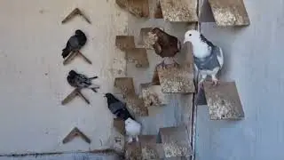 Все ищут хорошую кровь!