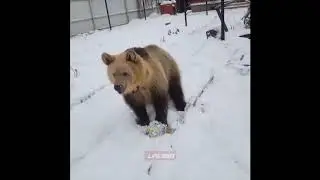 Bear plays with volleyball