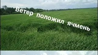 Ветер положил ячмень.