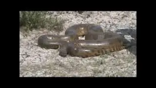 Colombia - Rescue of a Giant or Green Anaconda (5 meters)