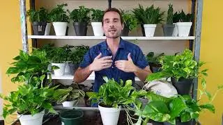 Care for the POTHOS PLANT (Epipremnum aureum) so that it looks SPECTACULAR in your home