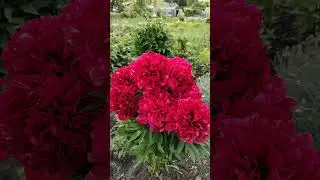 Пион Ред Грейс