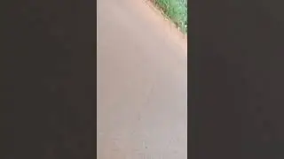 pemandangan Hutan Desa Kedunganti Kerek Tuban