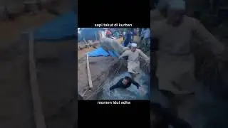 Momen lucu sapi ngamuk sampai kecebur kolam kecil