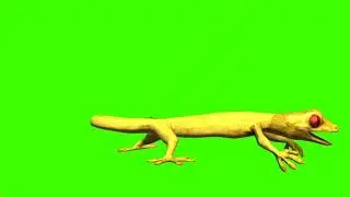 Lizard green screen video