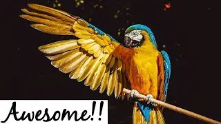 Animals are Awesome!! #29
