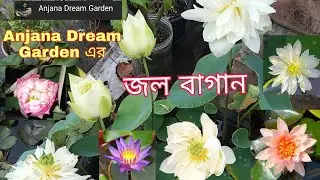 water Garden in Anjuna Dream Garden#Lotus Garden
