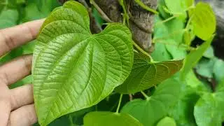 jangli ajuba plant | डांग कांदा पौधा