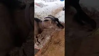 Марта, 1 год. На видео беременная, покрыта 100 % альпом Гранатом (Бемби)