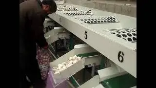 Potato, Onion, Cherry Tomato Grader