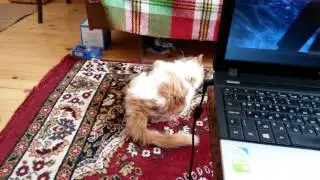 My cat in action
