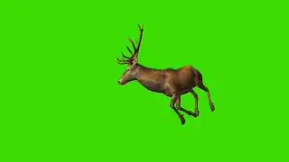 Deer || Green screen deer walk  || deer walk right || chroma key ||Deer green screen turn right ||