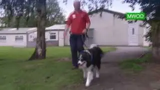 Border Collie Rescue Trust