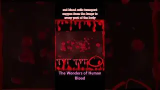 The Human Blood #viral #viralvideo #viralshort #fypシ゚viral #fypシ #fyp #healthcareheroes #patientcare