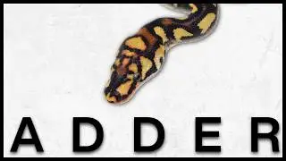 This Forgotten Morph = Our New Favorite Project! | ADDER Ball Python