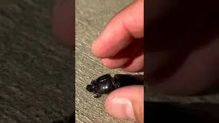 Horned Beetle  