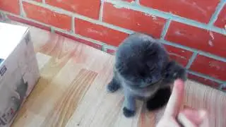 Кот не даёт себя гладить