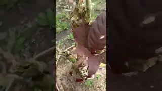 bahan bonsai sancang diserang ulat #shorts