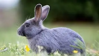 Top 50 curiozitati despre IEPURI