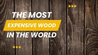The Most Expensive Wood in the World in 2025