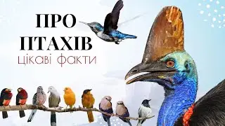 ЦІКАВІ ФАКТИ ПРО ПТАХІВ | Канал Пізнайко