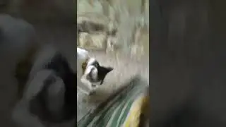 kucing bercanda