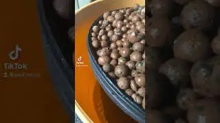 Oddly Satisfying Plant ASMR. Watering LECA #shorts #plants #asmr #houseplants #oddlysatisfying