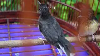 Shama Breeding
