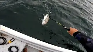 PESCA de JUREL //caribe
