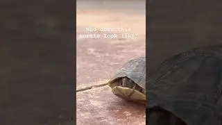 🐢 Turtle looks familiar! #shortscreator  #cute #spielberg