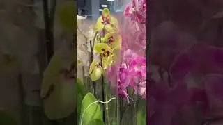 Много Фаленопсисов
