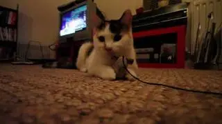 Chippie the cat running after toy mouse