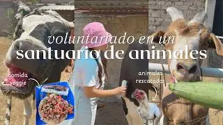 Día de VOLUNTARIADO en un SANTUARIO DE ANIMALES | Vlogs con tofu