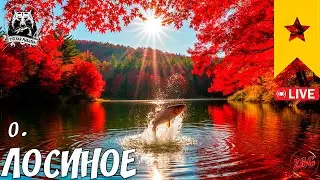 🔴ОЗЕРО ЛОСИНОЕ - ИЩЕМ ТРОФЕИ | ОБЩЕНИЕ | ФАРМ | СОВЕТЫ - РУССКАЯ РЫБАЛКА 4 🐟  RUSSIAN FISHING 4