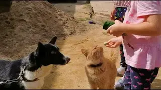 Томочка и Алиса.  Мама профи, а  Буська попрошайка