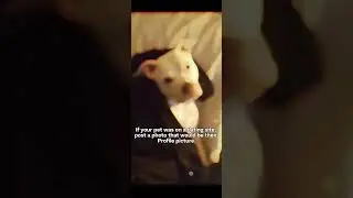 If allie started dating. 🥰 #pitbullshorts #pitbullshorts #ilovemypitbull #lovemydog #funny