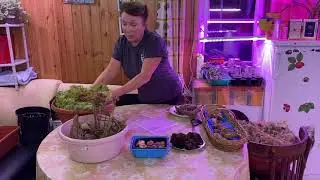 Хороший способ зимнего хранения клубней и луковиц растений!