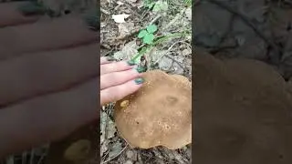 Ничего себе боровичок!