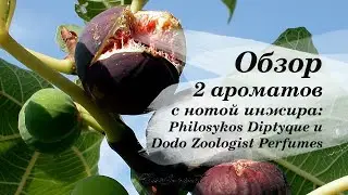 Обзор ароматов с нотой инжира! Ароматы Diptyque Philosykos и Dodo Zoologist.