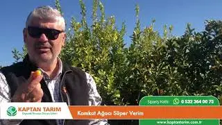 Kamkat Ağacı Süper Verim