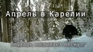 Глухарь вызывает весну. Токовище в Карелии занесло апрельским снегом.