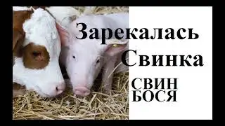 Свин Бося   Зарекалась Свинка
