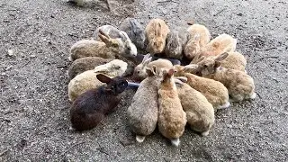 [Bunny Island Japan] This is a common scene on Rabbit Island