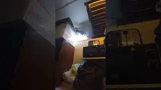 Cat technician
