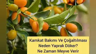 Kumquat Care and Propagation. Why Does It Shed Leaves? How Should It Be Potted and Watered? When ...