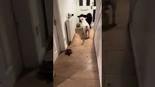 Play time 🐶🐶❤️