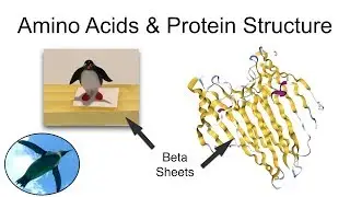 Amino Acids and Levels of Protein Structure