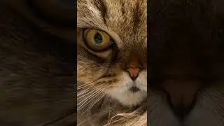 #котики