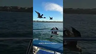 Shark cage diving in South Africa! 🦈