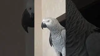 Попугай Гоша